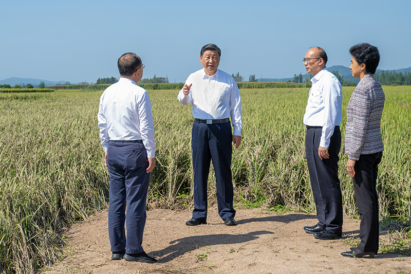 9月6日至8日，中共中央總書(shū)記、國(guó)家主席、中央軍委主席習(xí)近平在黑龍江考察。這是7日上午，習(xí)近平在遭受洪澇災(zāi)害的哈爾濱尚志市老街基鄉(xiāng)龍王廟村，察看水稻受災(zāi)情況。